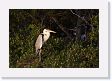 08-002 * White-necked Heron * White-necked Heron
